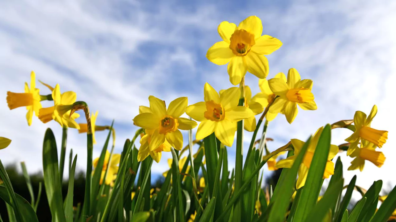 Daffodils 1