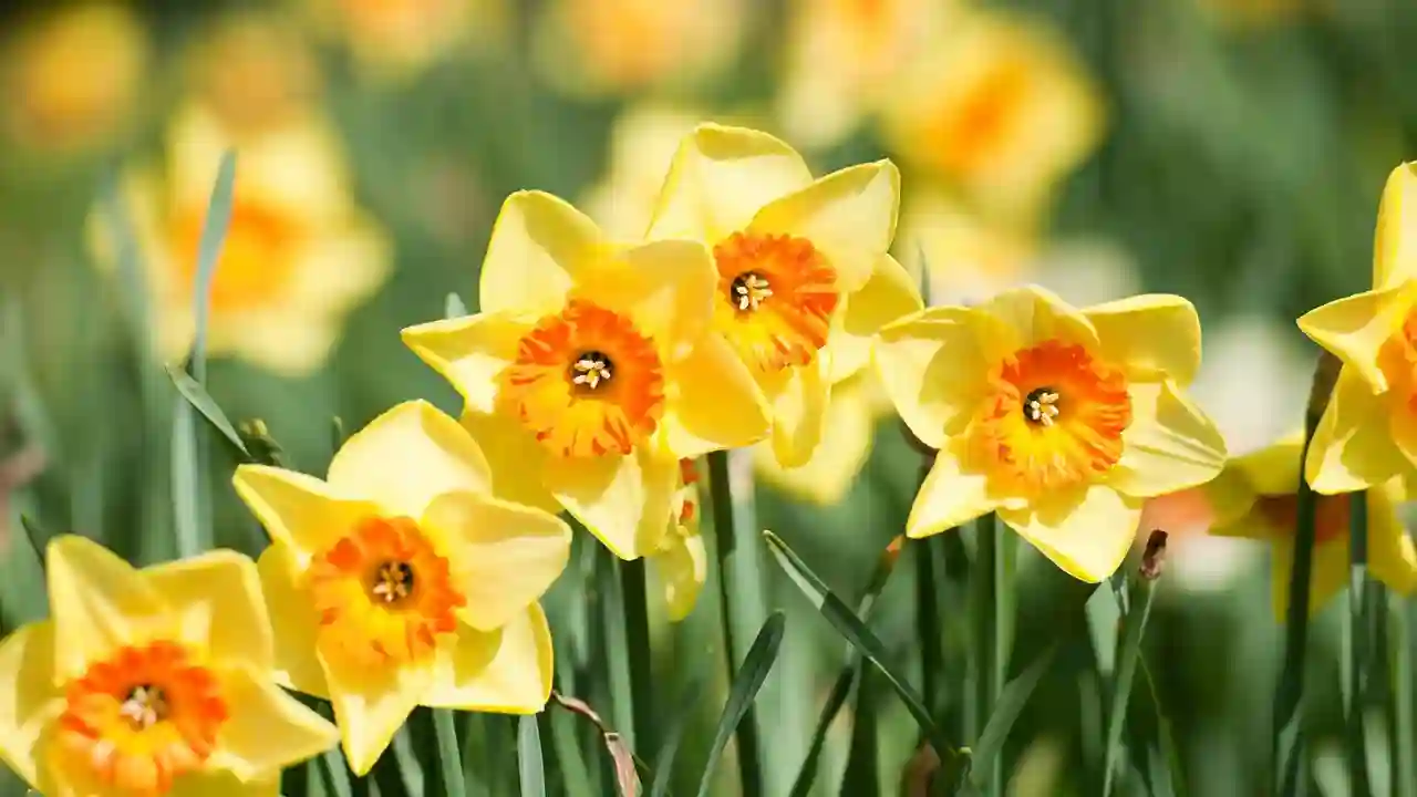 Don’t use Dawn Dish Soap Deer Repellent (Read this first) 4 Daffodils