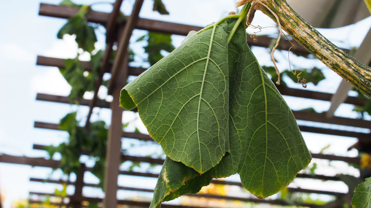 How to Fix Drooping Plants (Bring Your Plant Back to Life) 5 Drooping plant