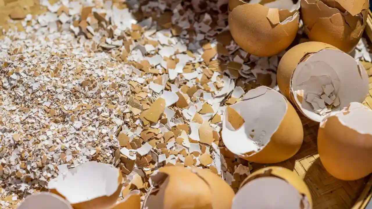 12 Best Miracle-Gro Alternatives You Should Know 2 Eggshells instead Miracle Gro