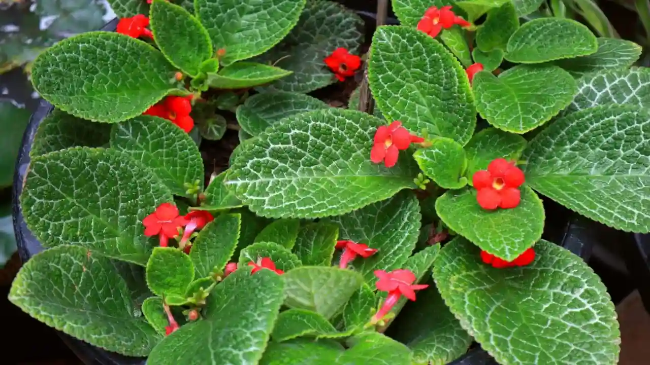 Episcia