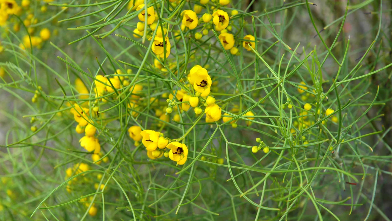 Low Maintenance Plants for Arizona 1 Feathery Cassia Cassia Nemophila 1
