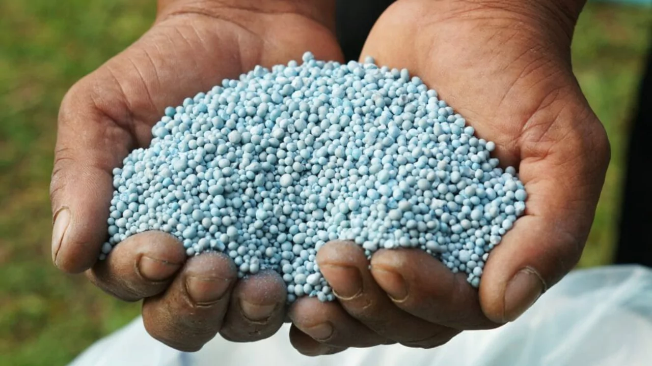 How Long Does it Take for Granular Fertilizer to Dissolve? 1 Fertilizers Need To Be Absorbed