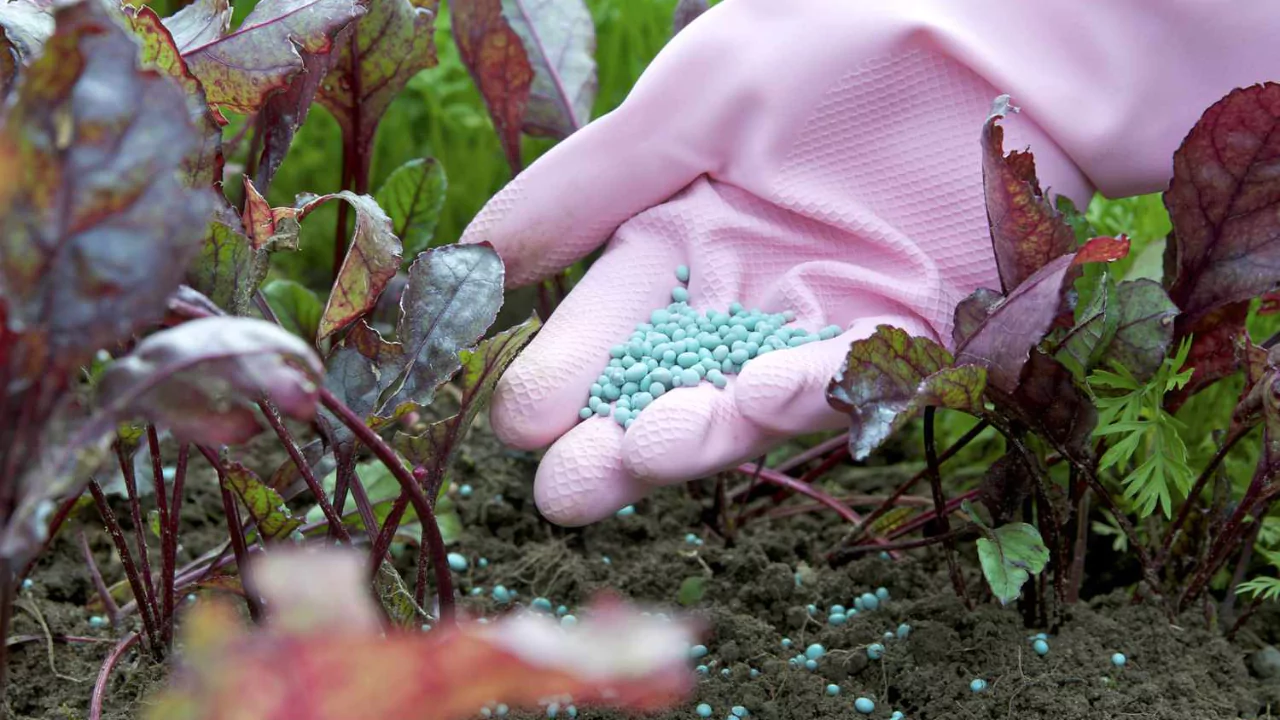 How Long Does it Take for Granular Fertilizer to Dissolve? 2 Fertilizing garden