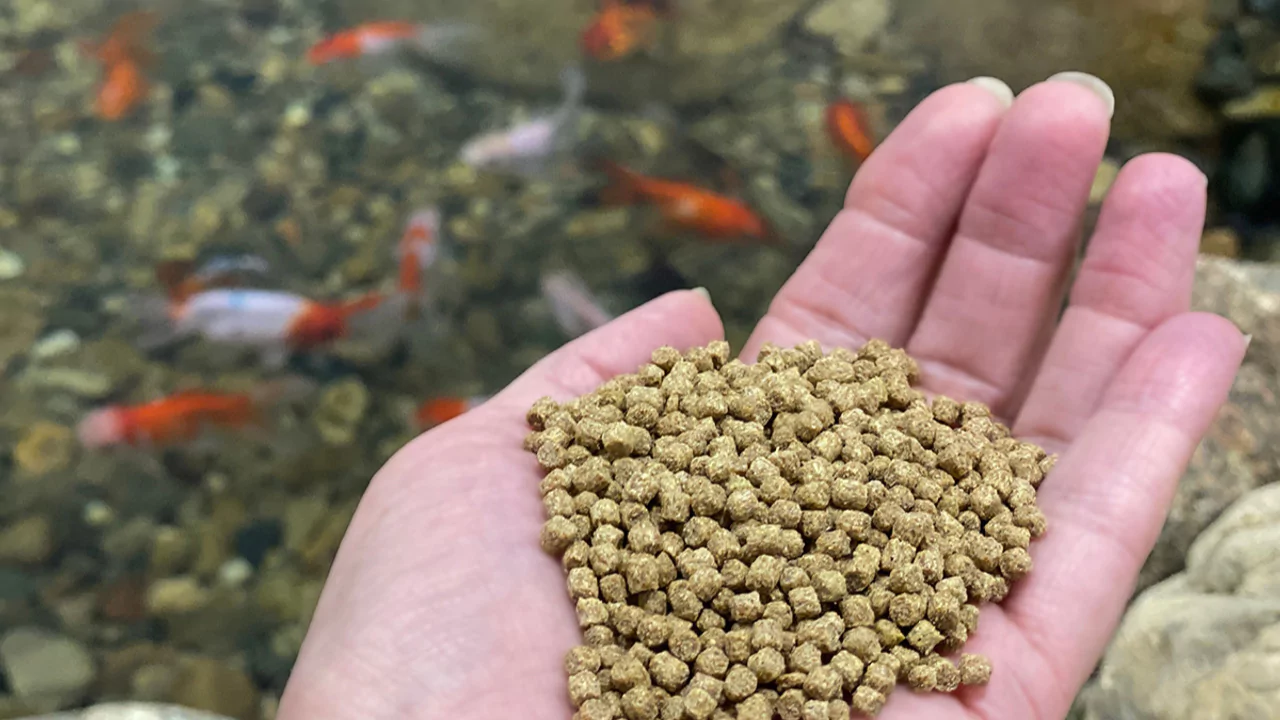 Fish pellets food