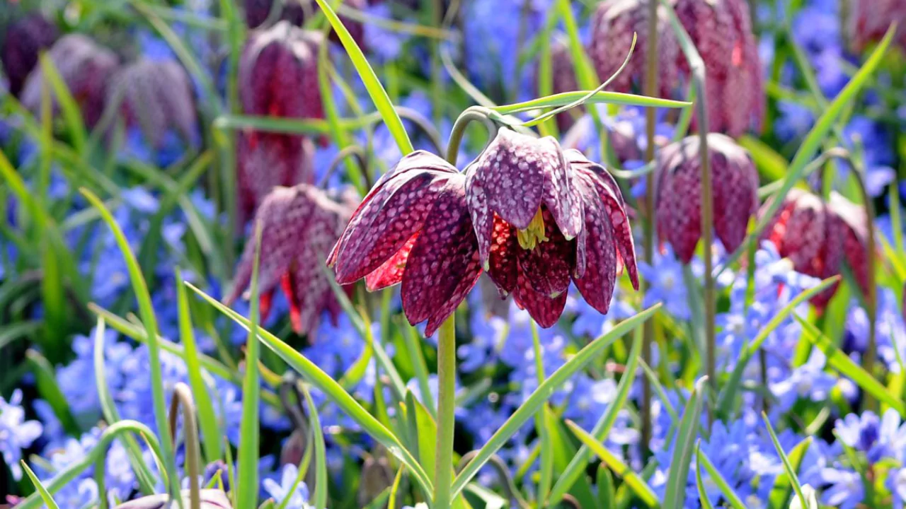 Fritillaria