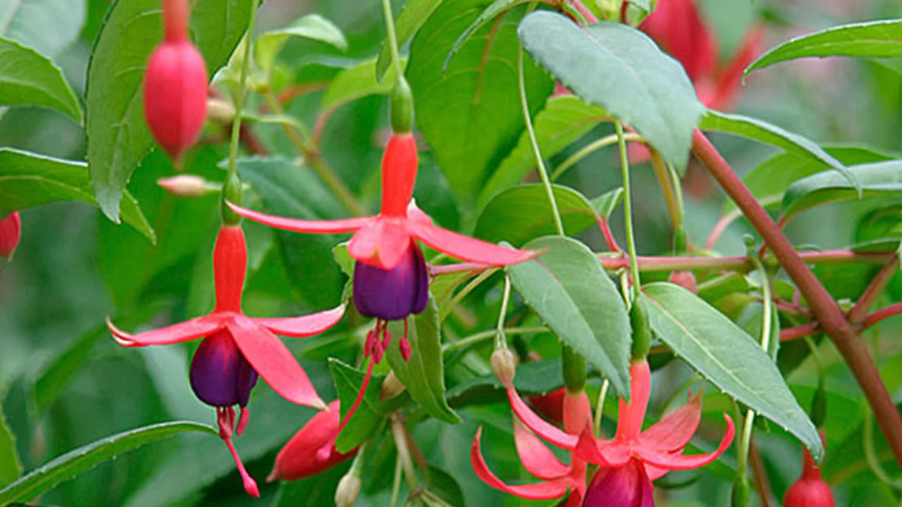 11 Low Maintenance Balcony Plants (Perfect for Windy Ledges) 4 Fuchsia magellanica
