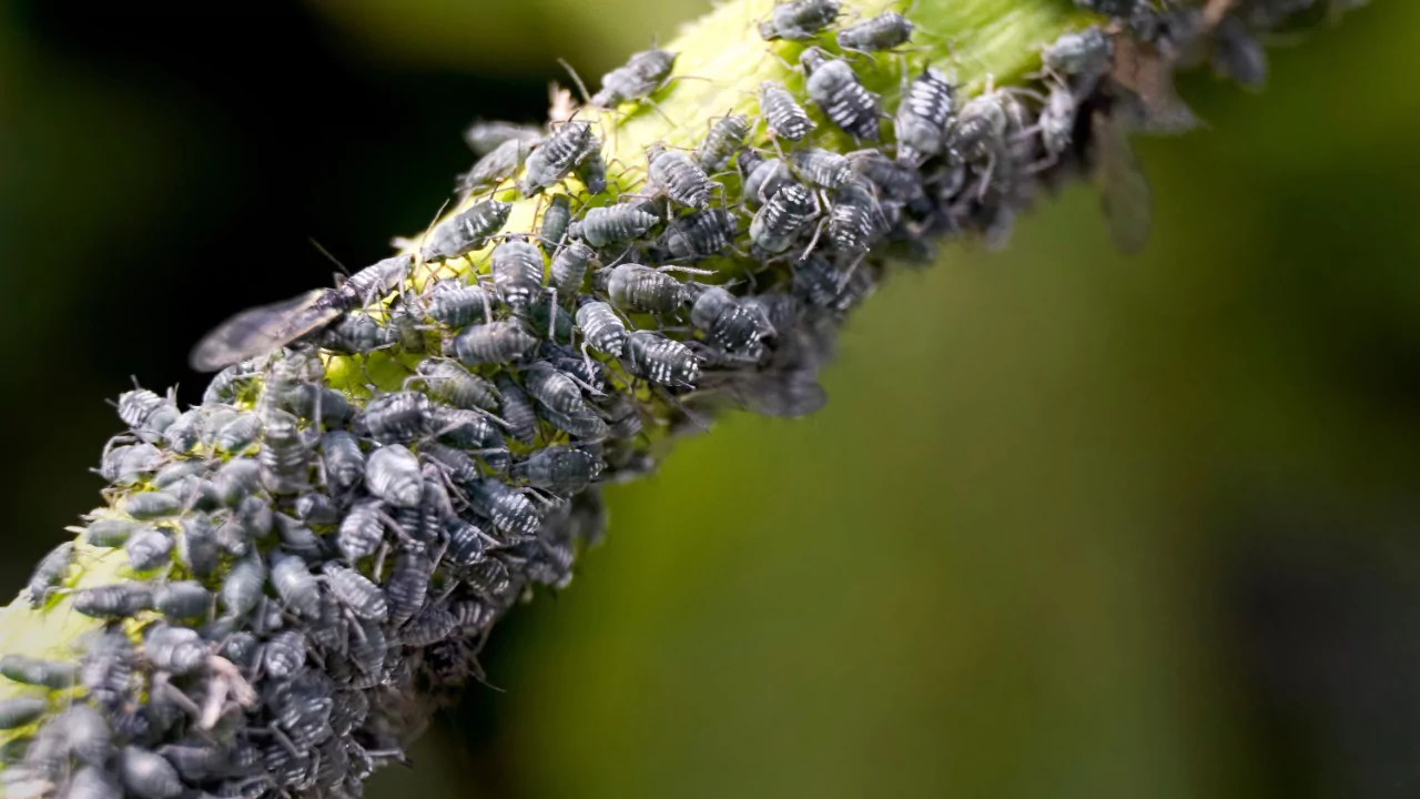 How to Fix Drooping Plants (Bring Your Plant Back to Life) 2 Get rid of Aphids