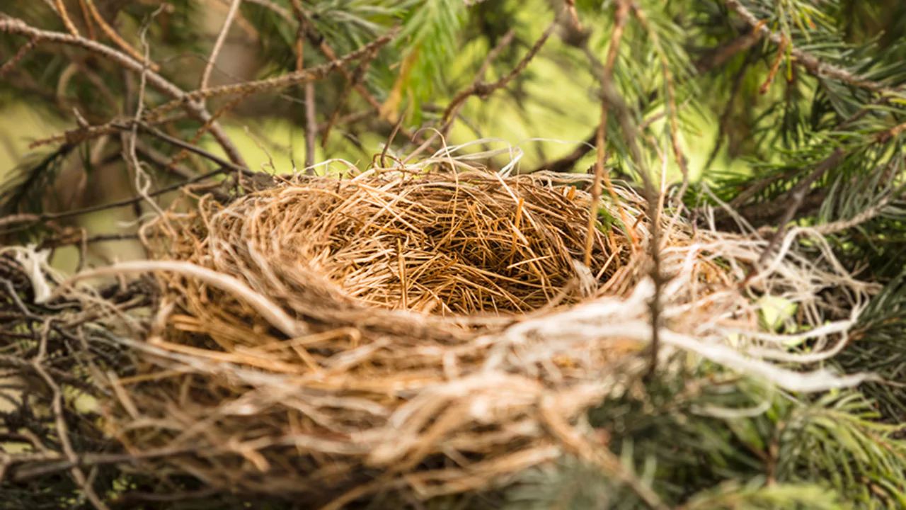 Essential Oils to Keep Birds From Building Nests