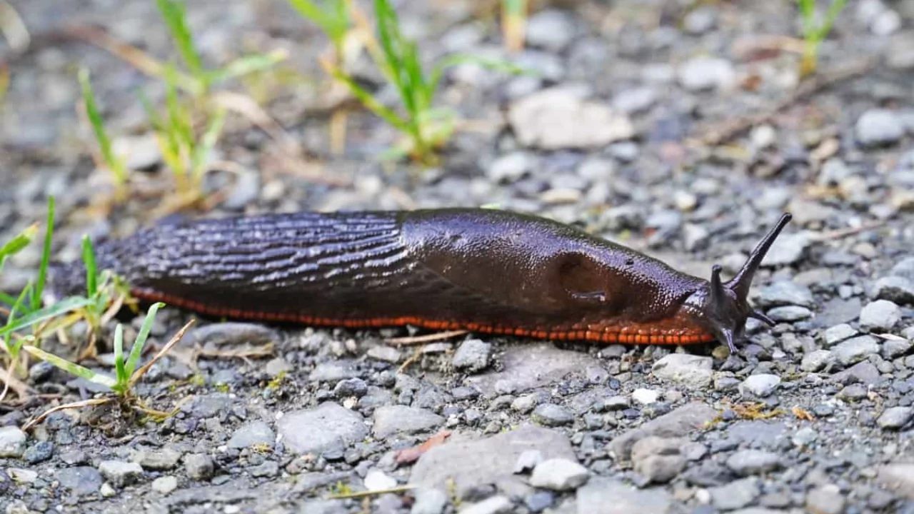 Do Slugs Have Backbones