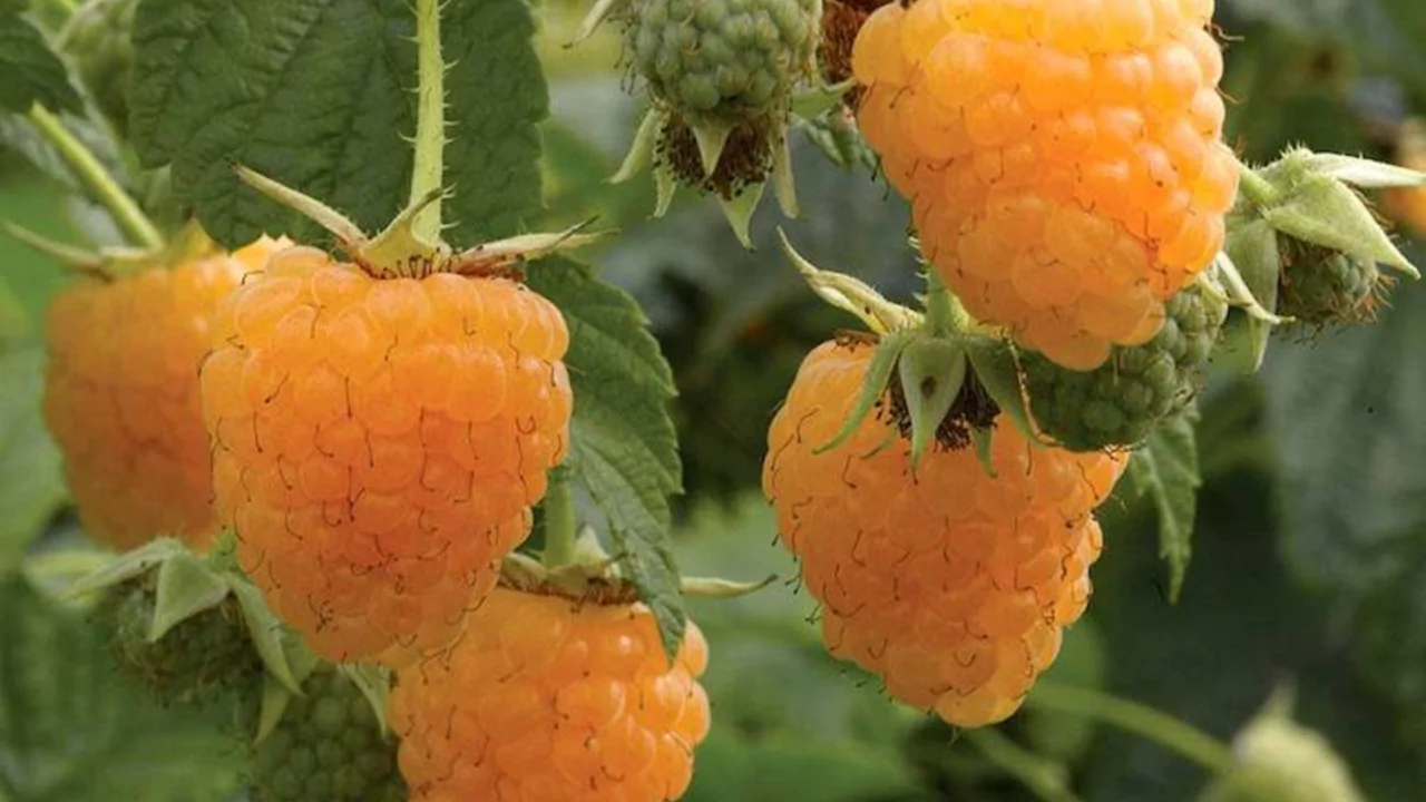 Golden Raspberry