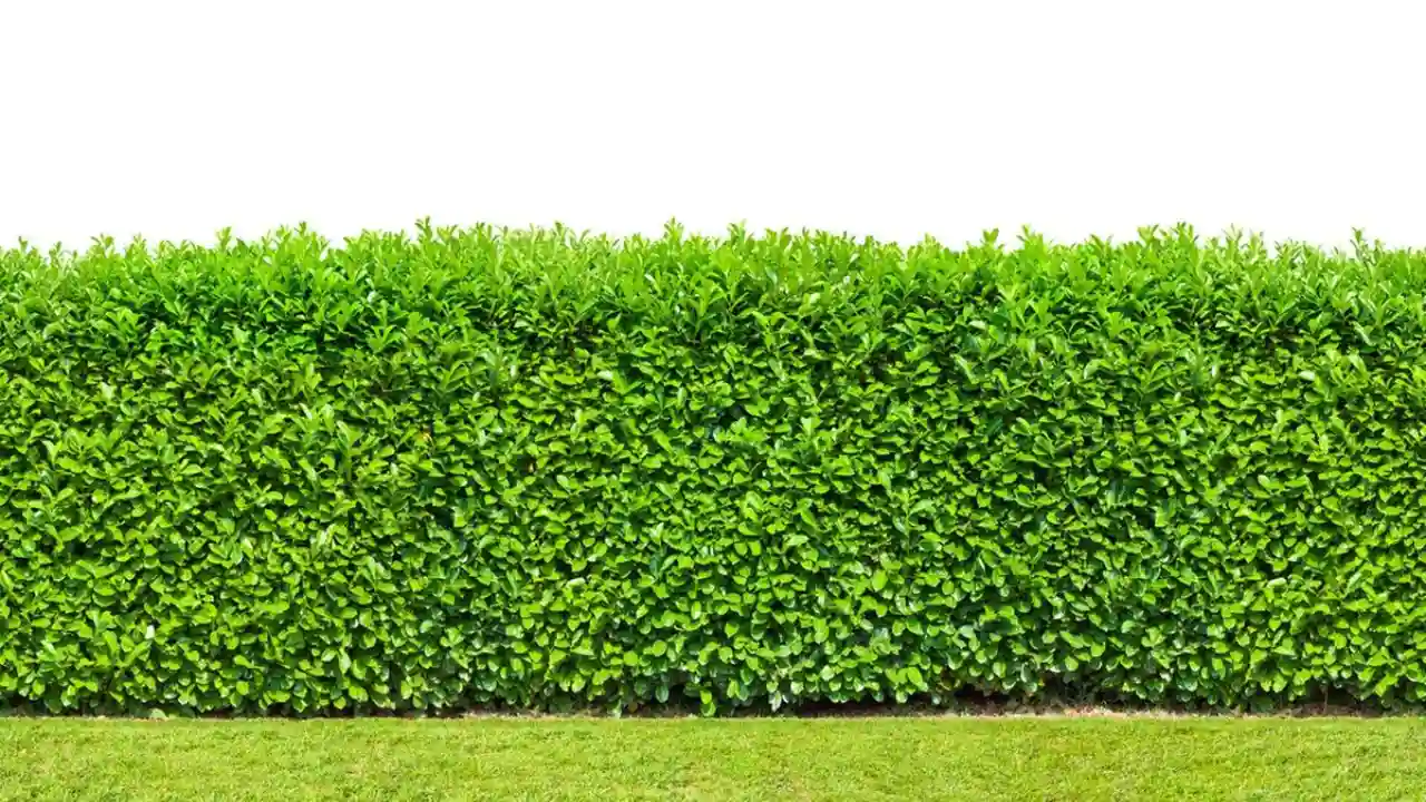 11 Perfect Colors for Your Garden Fence