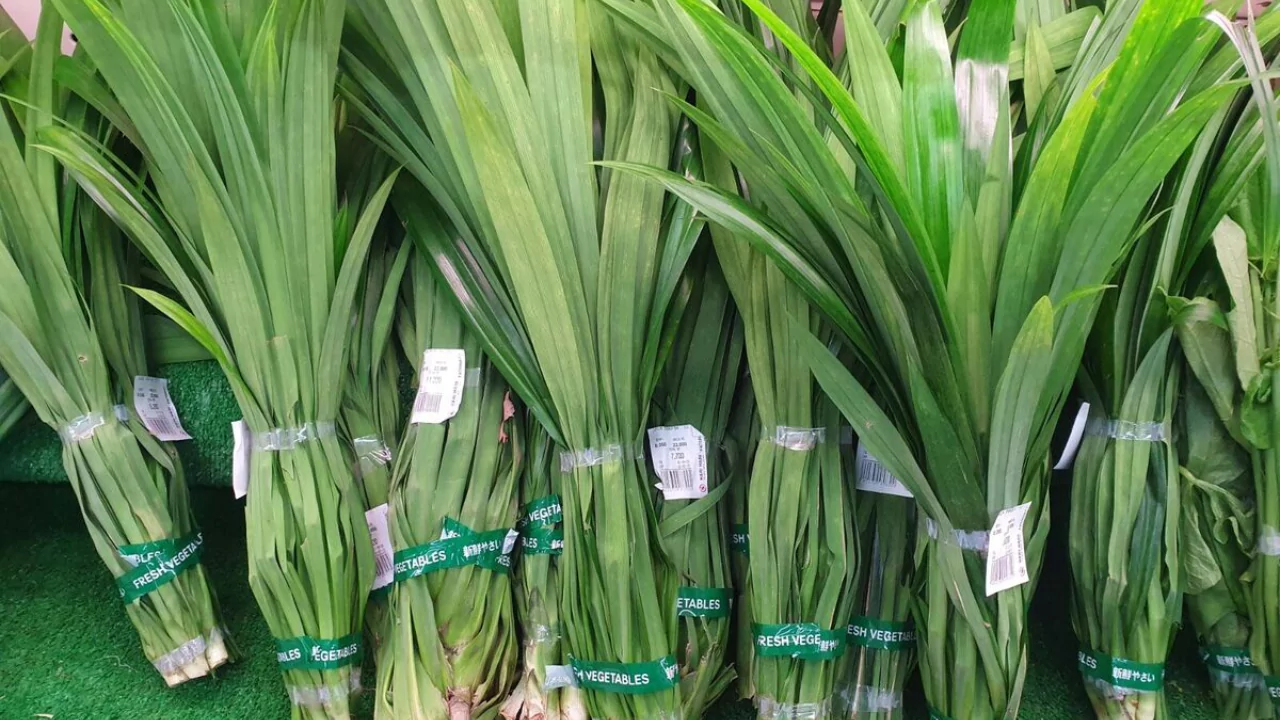 Grower’s Guide for Pandan Plant 4 Grow pandan plant from cuttings