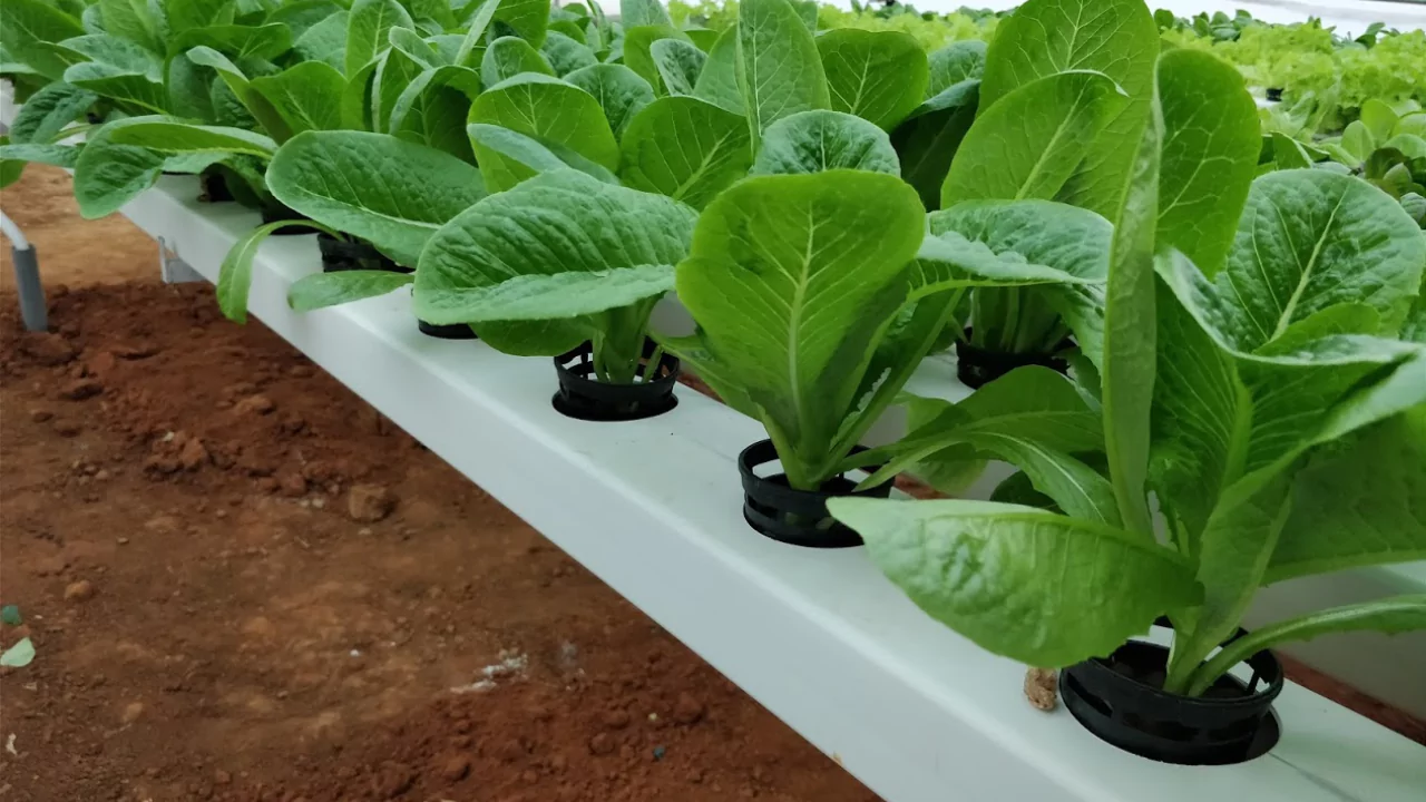 Growing Romaine lettuce