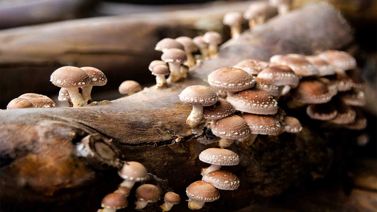 Why Do I Have Black Mushrooms In My Backyard