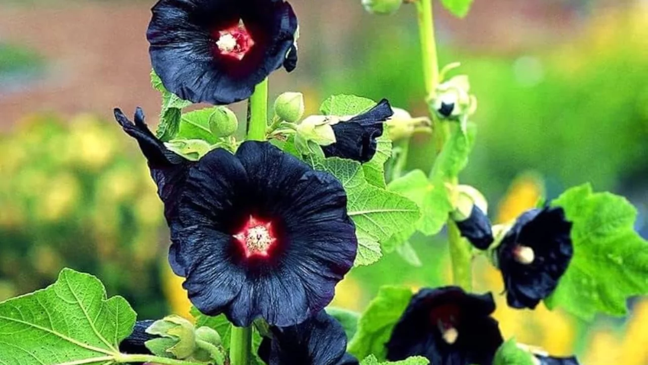 Growing purple Hollyhocks