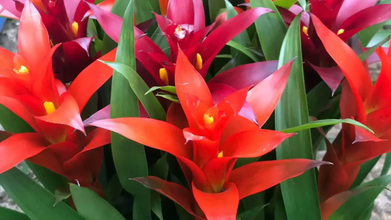 Guzmania