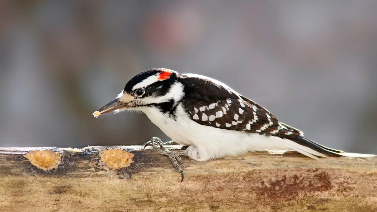 Everything You Need To Know About Woodpeckers In Missouri 7 Hairy Woodpeckers