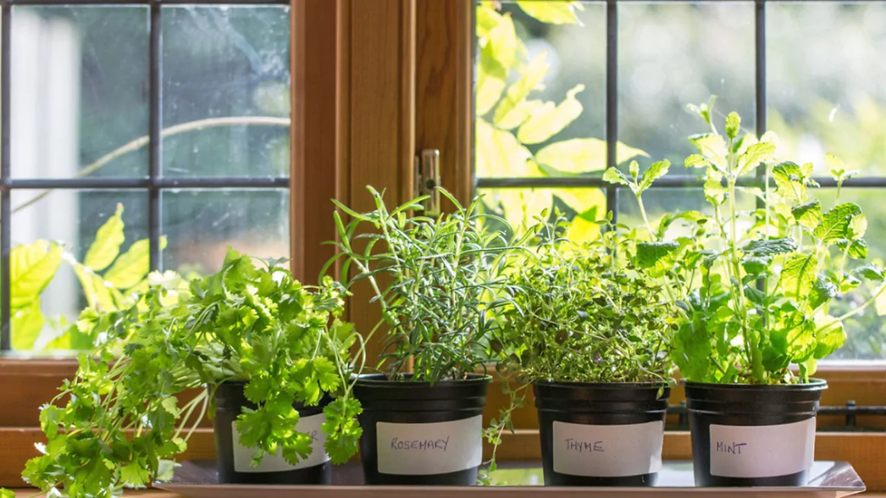 Herbs indoors