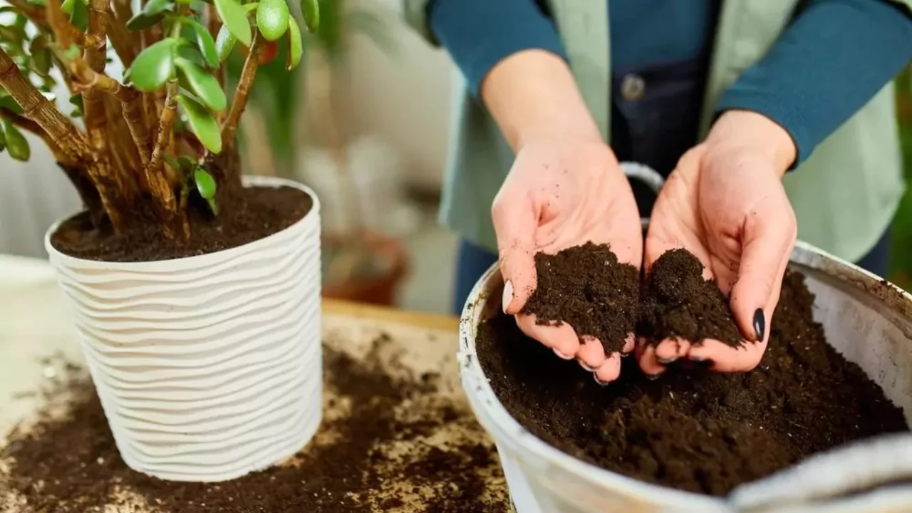 Herbs need organic soil