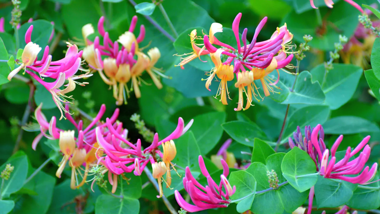When Does Honeysuckle Bloom