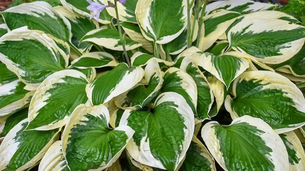 11 Low Maintenance Balcony Plants (Perfect for Windy Ledges) 9 Hosta