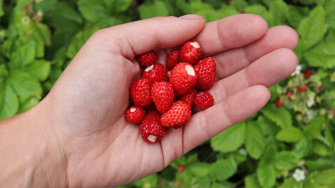 How to identify wild strawberries