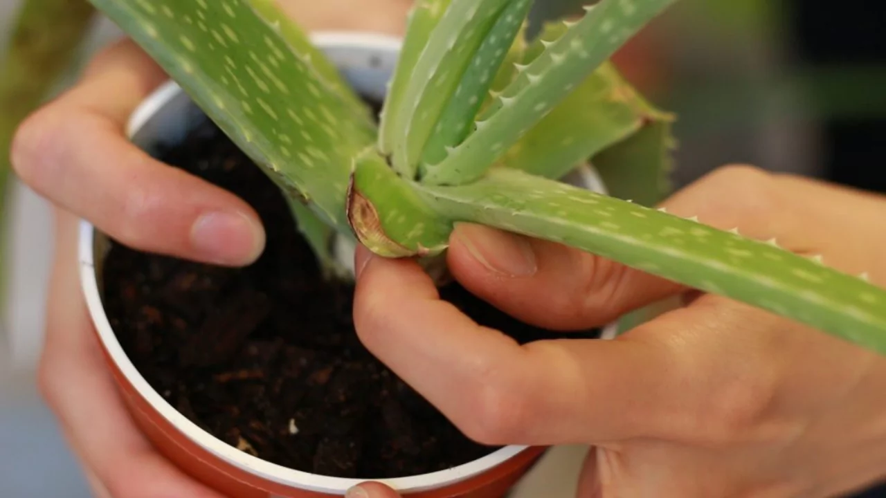 Great Advice for Reviving Sunburnt Aloe Vera Plants 1 Identify a sunburnt Aloe plant