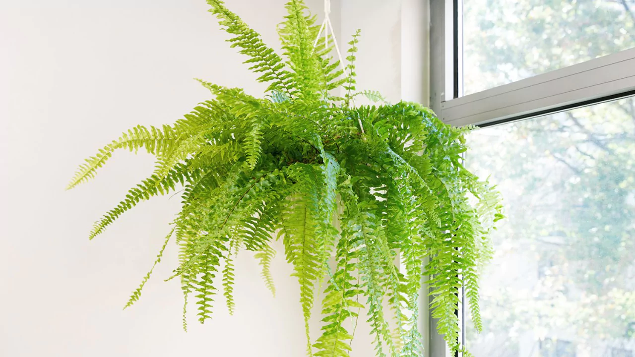 How to Fix Drooping Plants (Bring Your Plant Back to Life) 1 Indoor drooping plants