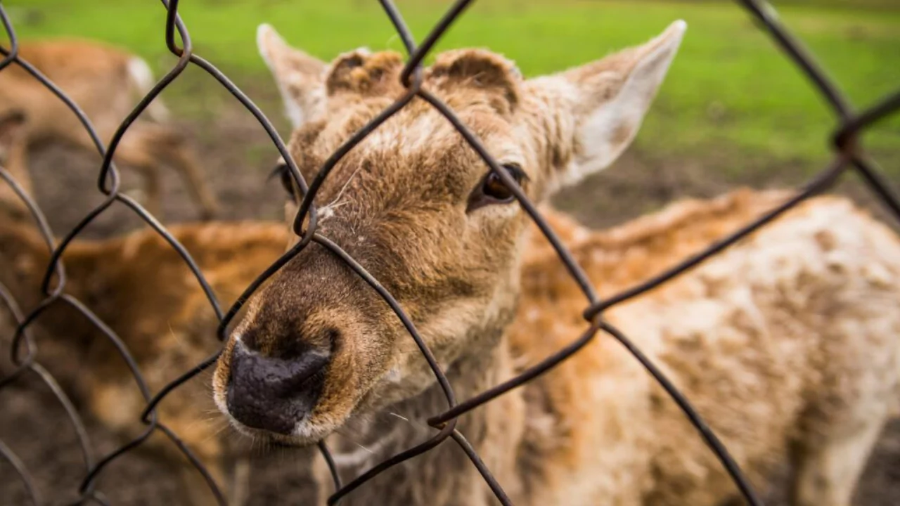 Don’t use Dawn Dish Soap Deer Repellent (Read this first) 3 Install deer fences