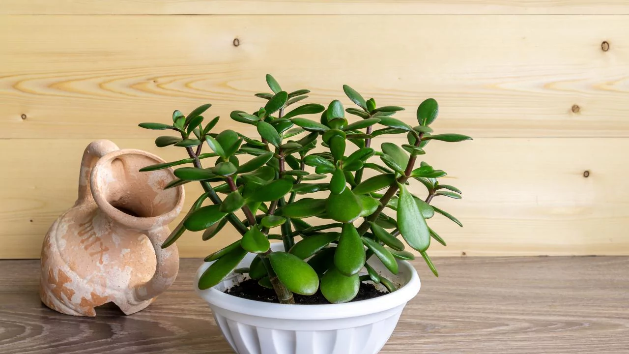 11 Low Maintenance Balcony Plants (Perfect for Windy Ledges) 2 Jade Plant