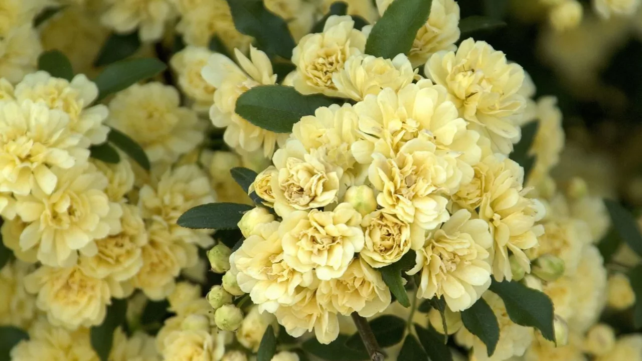 11 Different Varieties of Thornless Roses 5 Lady Banks roses 1