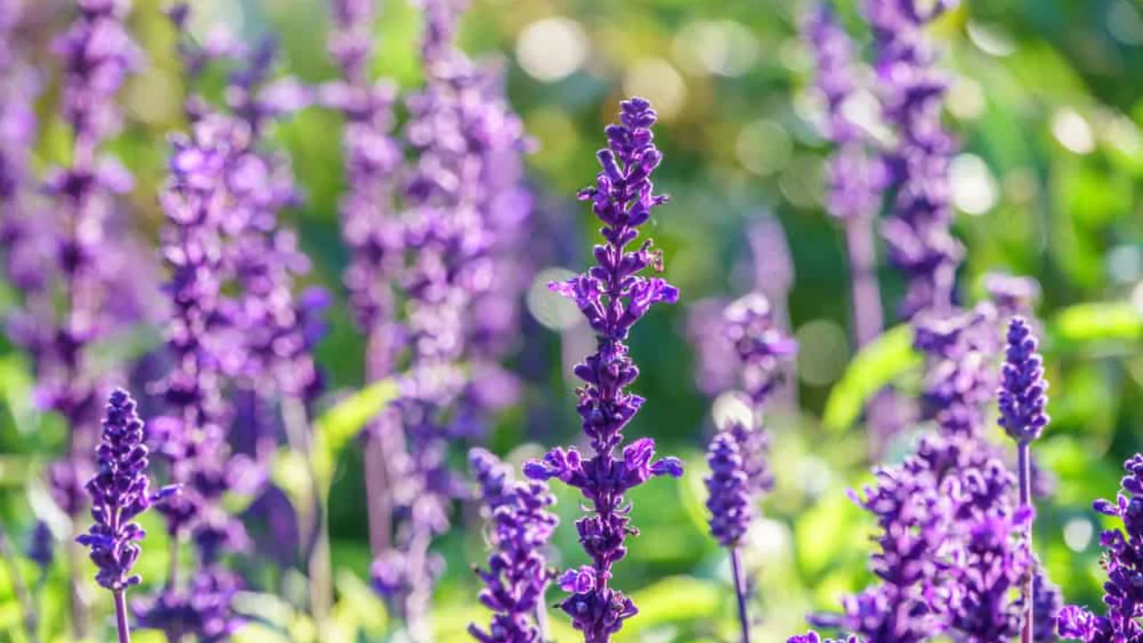 11 Low Maintenance Balcony Plants (Perfect for Windy Ledges) 1 Lavander