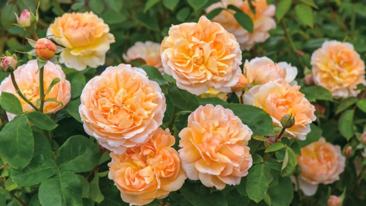 11 Different Varieties of Thornless Roses 11 Leander hybrid tea rose