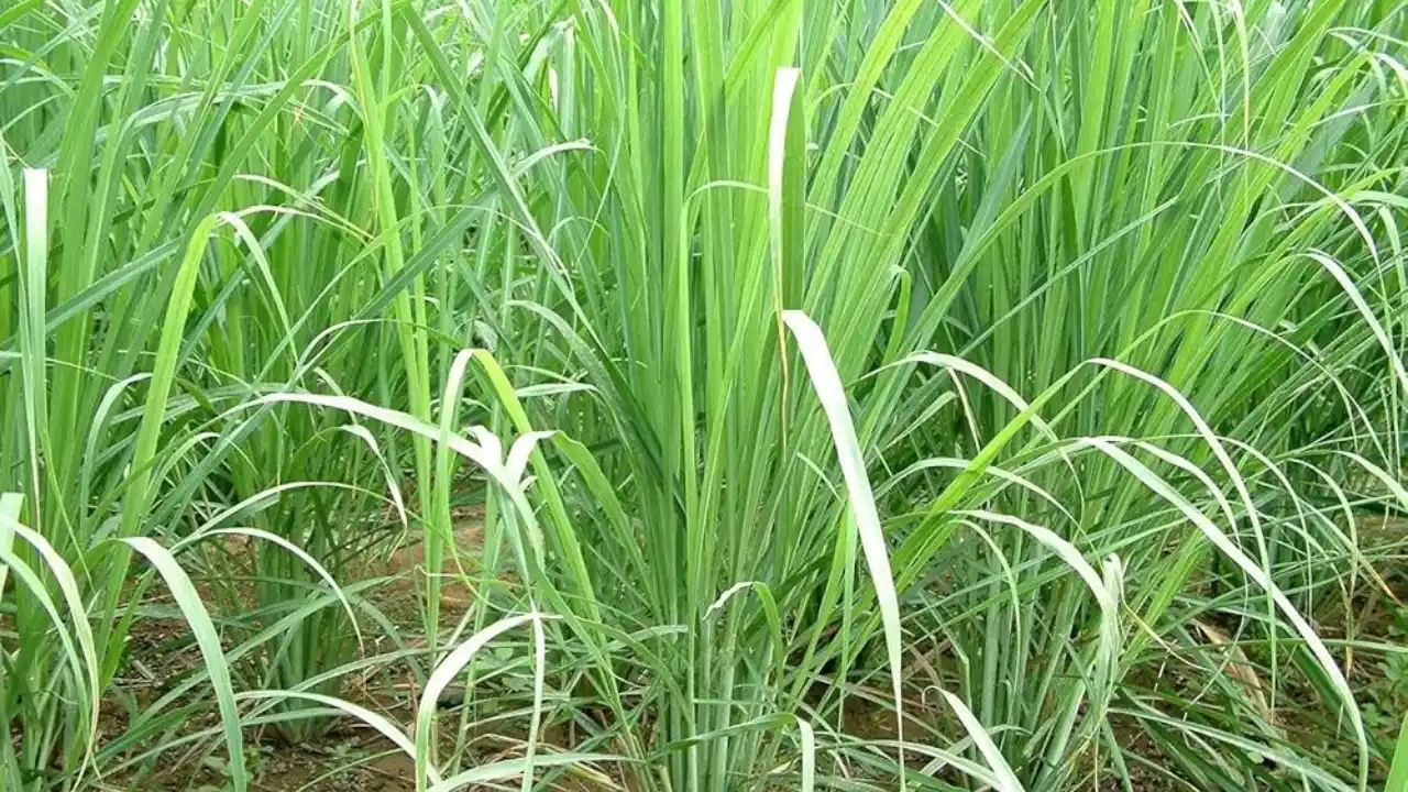 Lemongrass