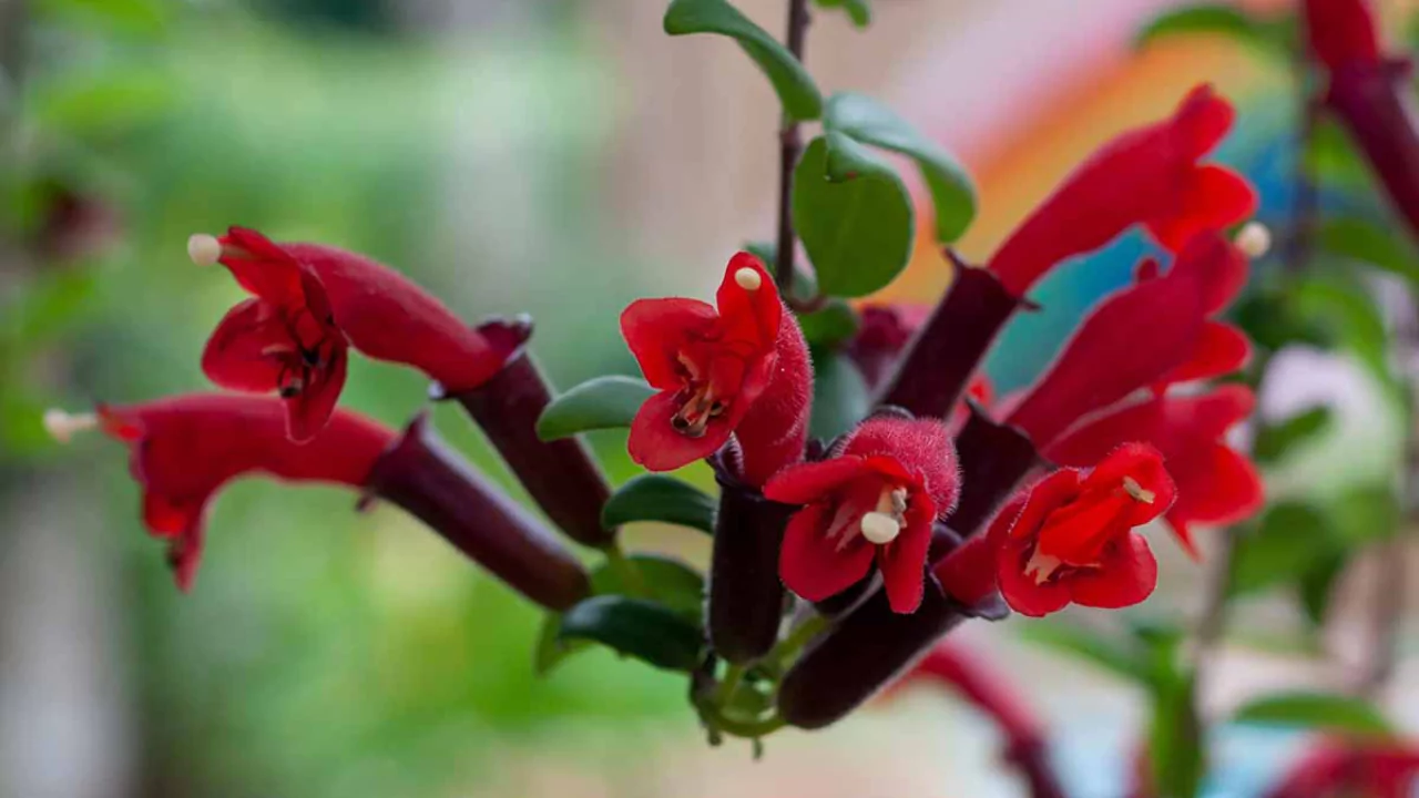 Lipstick Plant