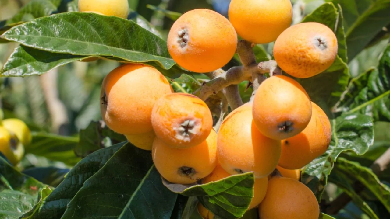 Loquat