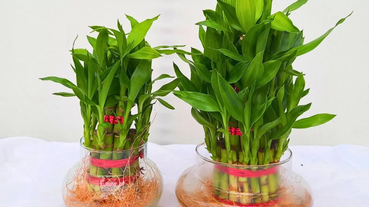 How Many Bamboo Stalks are Lucky? 3 Luck Bamboo stalks