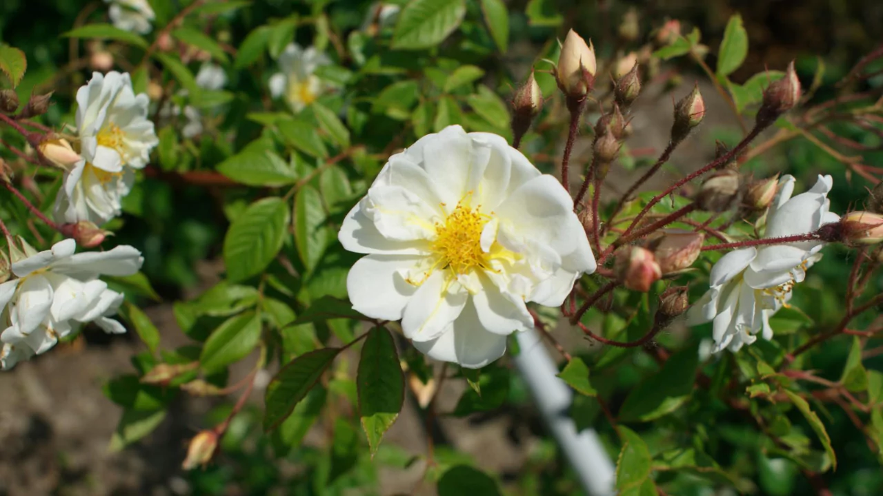 11 Different Varieties of Thornless Roses 7 Lykkefund