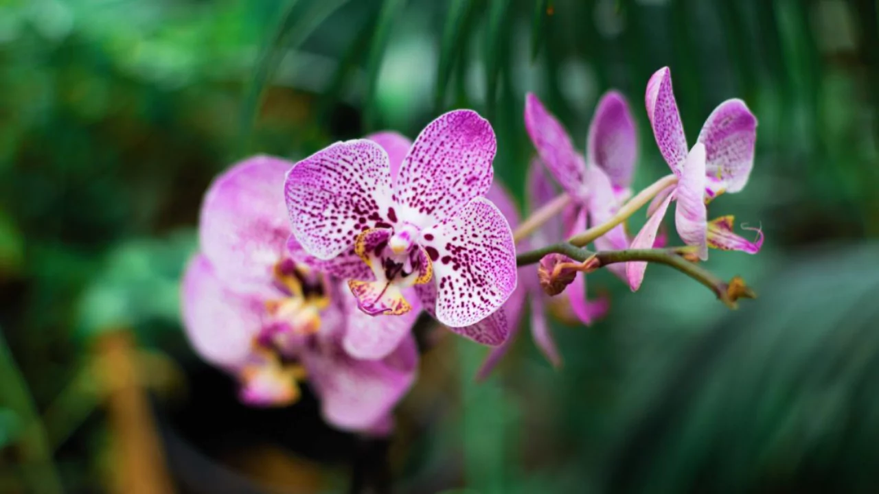 Do Orchids Grow Back