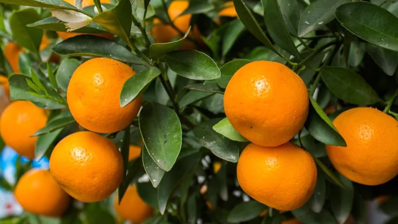 Mandarin oranges tree