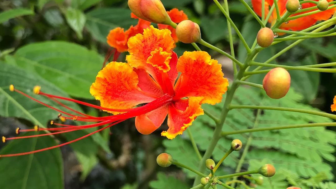 Low Maintenance Plants for Arizona 2 Mexican Bird of Paradise Caesalpinia Pulcherrima