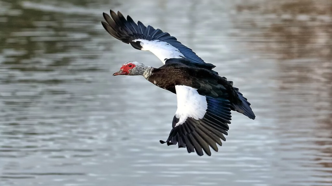 Can Muscovy Ducks Fly