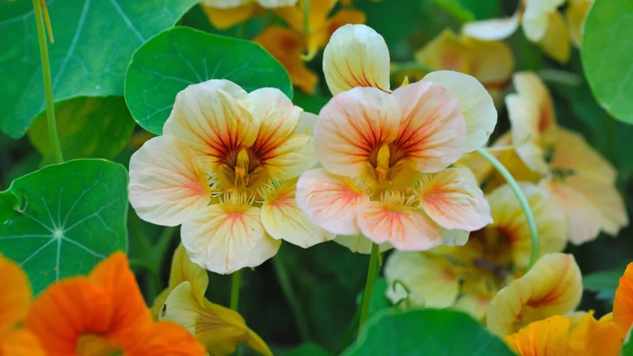 11 Low Maintenance Balcony Plants (Perfect for Windy Ledges) 5 Nasturtiums