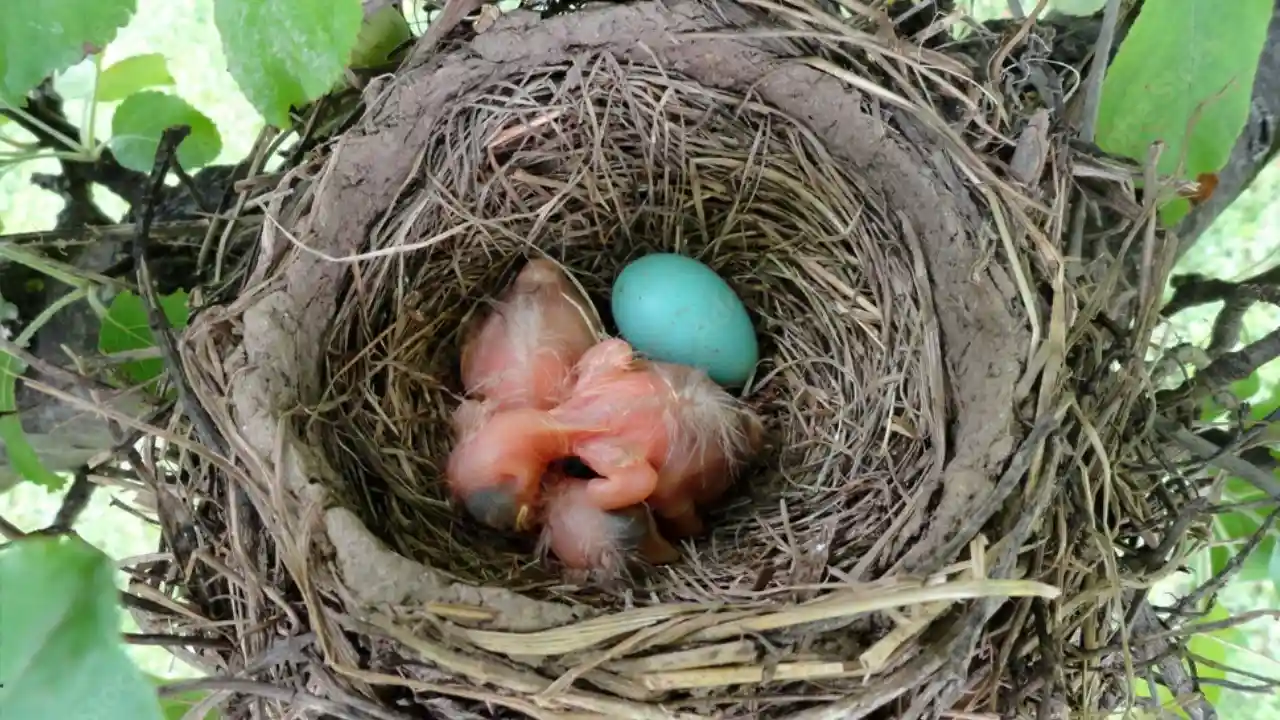 Newborn robins