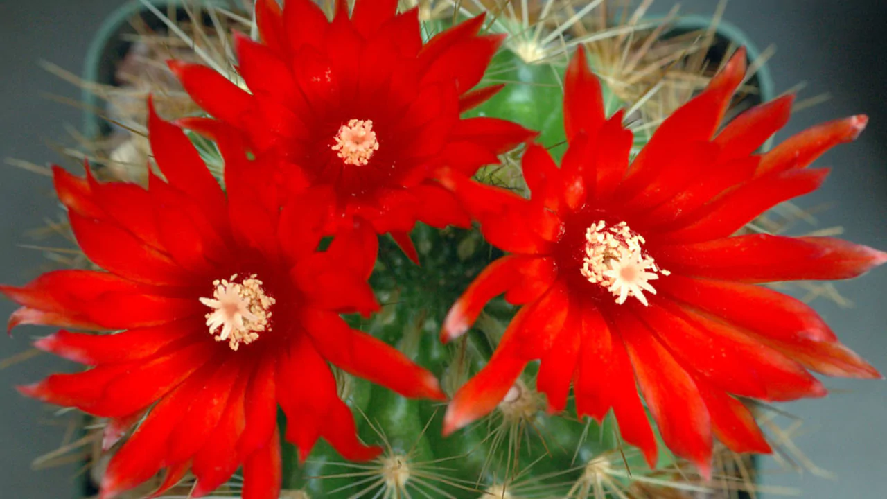 Nivosa Cactus