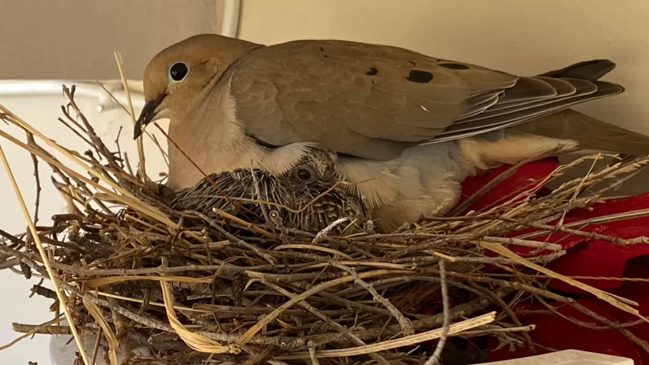 Non toxic bird deterrent