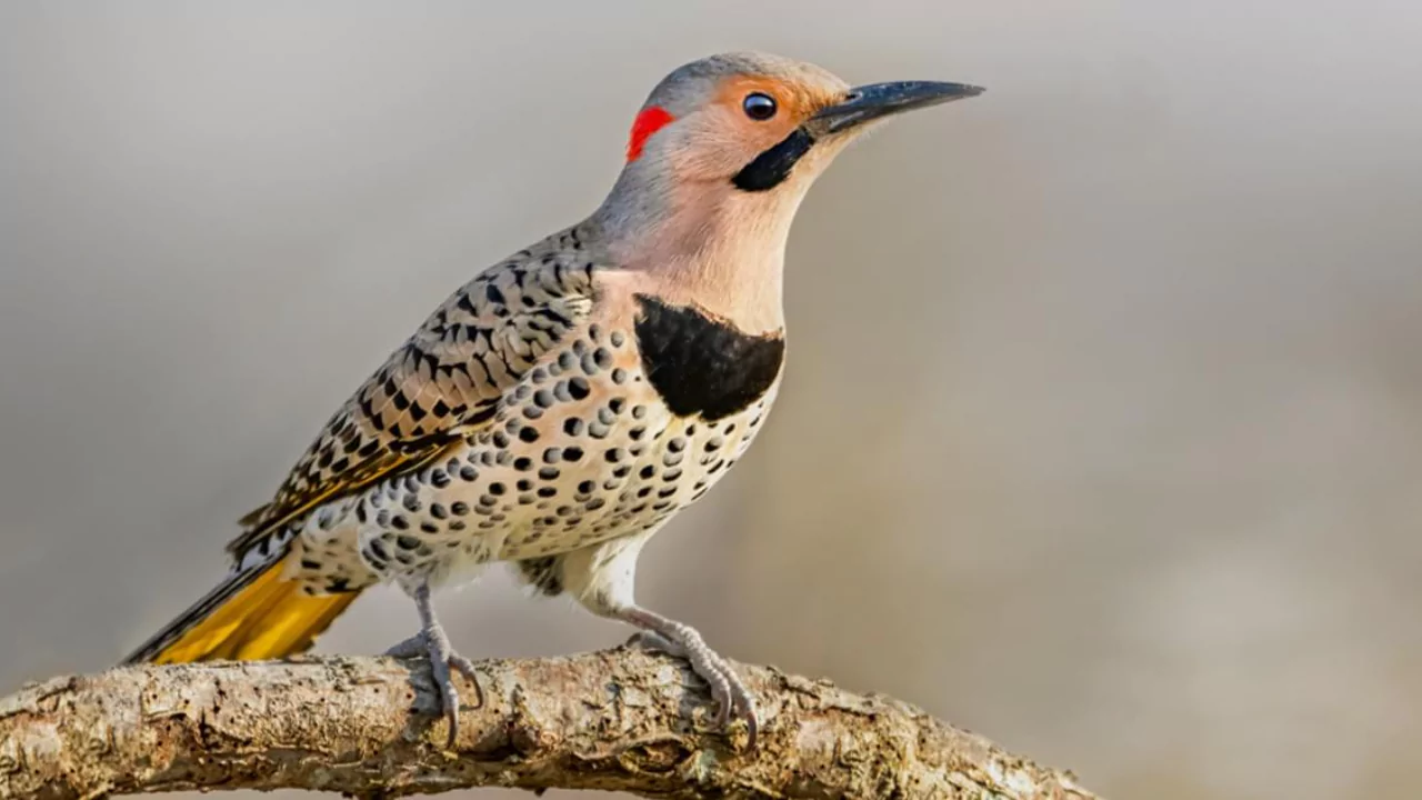 Everything You Need To Know About Woodpeckers In Missouri 11 Northern Flickers 1