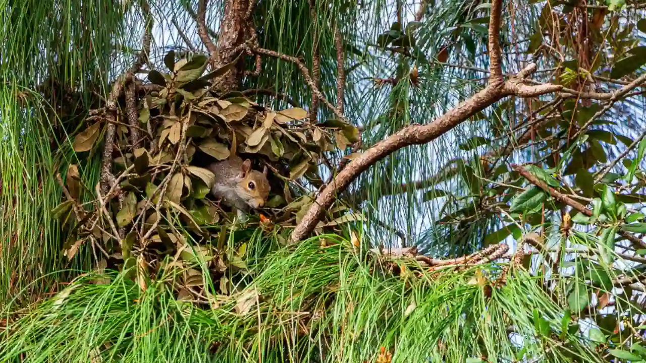 Do Squirrels Come Back to the Same Place Each Year