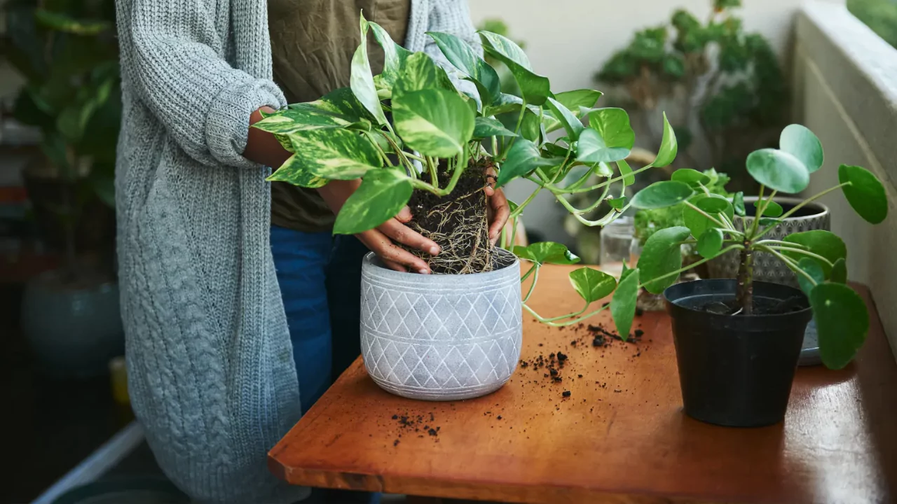 5 Best Organic Potting Soil For Herbs